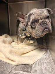 Shelter Stray Male Dog last seen Near BLOCK HARVEST VALLEY AVE, CORONA, CA 92880, 6851 Van Buren Boulevard, Jurupa Valley, CA 92509, USA