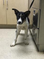 Shelter Stray Male Dog last seen LINDSAY ST & BEN NEVIS BLVD, JURUPA VALLEY, CA 92509, 6851 Van Buren Boulevard, Jurupa Valley, CA 92509, USA