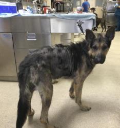 Shelter Stray Male Dog last seen MISSION BLVD/ PEDLEY RD, JURUPA VALLEY CA, 6851 Van Buren Boulevard, Jurupa Valley, CA 92509, USA