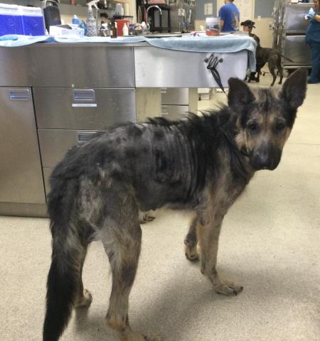 Shelter Stray Male Dog last seen MISSION BLVD/ PEDLEY RD, JURUPA VALLEY CA, 6851 Van Buren Boulevard, Jurupa Valley, CA 92509, USA