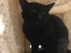 Shelter Stray Male Cat last seen Near BLOCK EL RIO AVENIDO, JURUPA VALLEY CA 92509, 6851 Van Buren Boulevard, Jurupa Valley, CA 92509, USA
