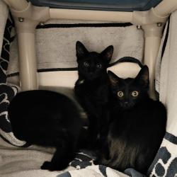 Shelter Stray Male Cat last seen Near BLOCK KNIGHT ROAD, 4950 SW Triana Blvd, Huntsville, AL 35805, USA
