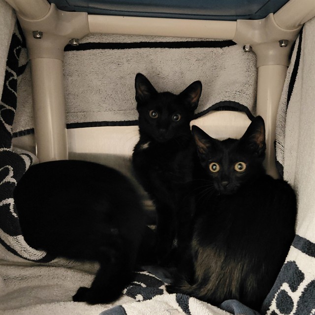 Shelter Stray Male Cat last seen Near BLOCK KNIGHT ROAD, 4950 SW Triana Blvd, Huntsville, AL 35805, USA