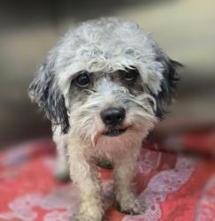 Shelter Stray Male Dog last seen , 3201 Lacy St, Los Angeles, CA 90031, USA