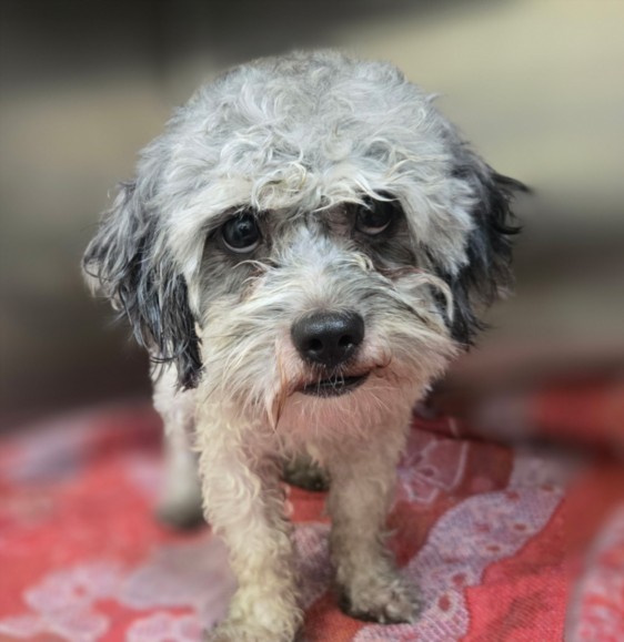 Shelter Stray Male Dog last seen , 3201 Lacy St, Los Angeles, CA 90031, USA