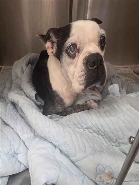 Shelter Stray Male Dog last seen , 3201 Lacy St, Los Angeles, CA 90031, USA