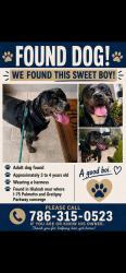 Reunited Male Dog last seen Miami Gardens, FL 33014, USA, Miami Gardens, FL 33014