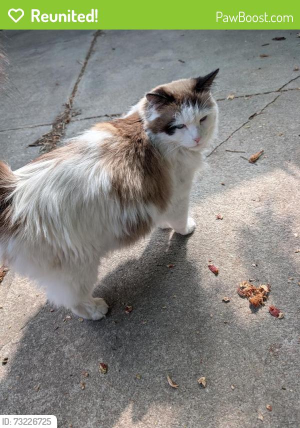 Reunited Unknown Cat last seen Perry and colfax, Denver, CO 80204