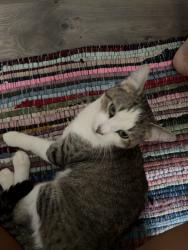 Lost Male Cat last seen Rufus Johnson, Chicken Foot Rd, NC 28384