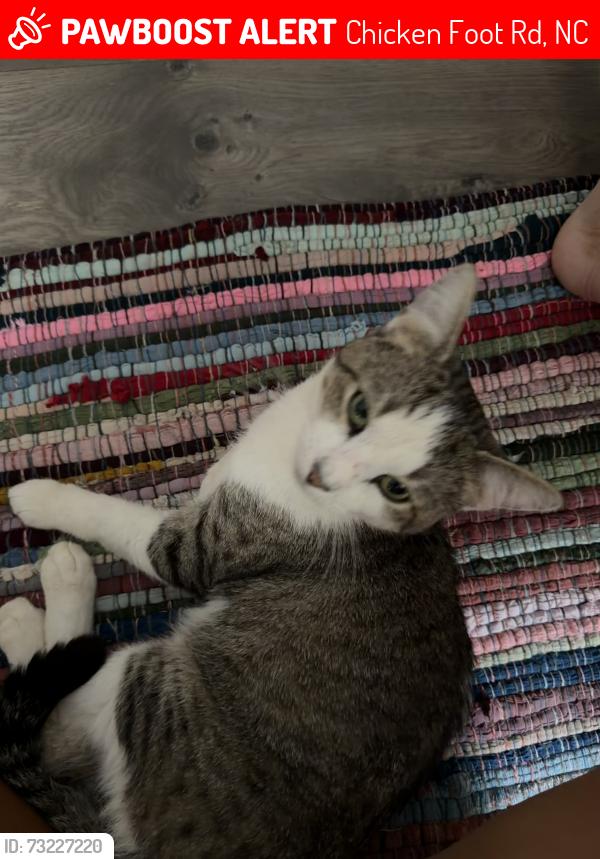 Lost Male Cat last seen Rufus Johnson, Chicken Foot Rd, NC 28384