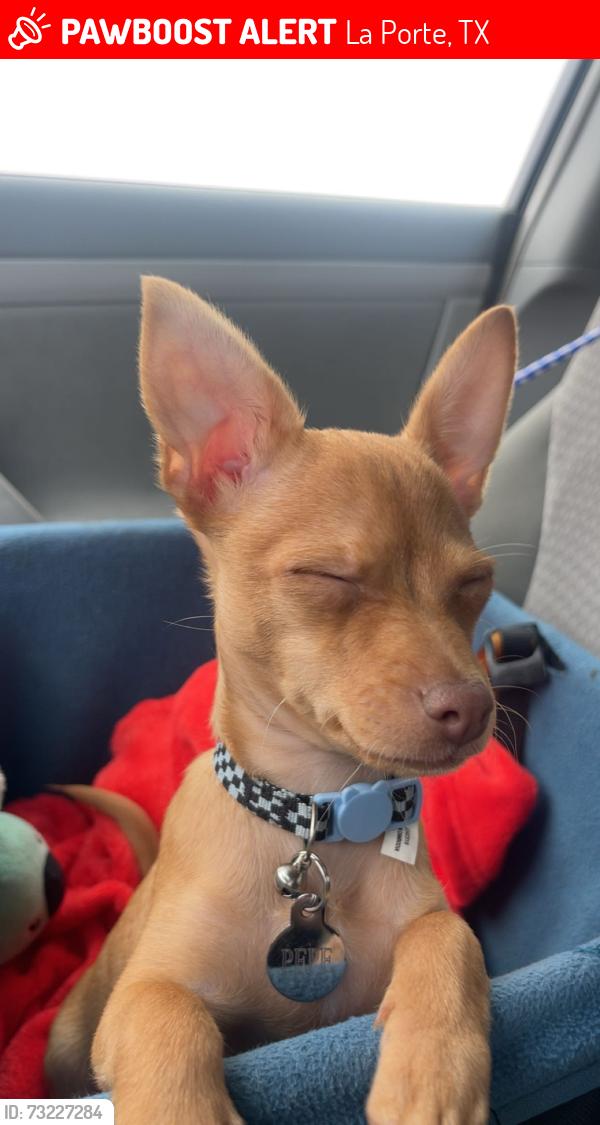 Lost Male Dog last seen 5th & C, La Porte, TX 77571