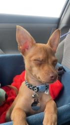 Lost Male Dog last seen 5th & C, La Porte, TX 77571