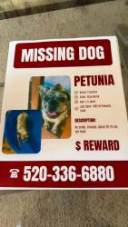 Lost Female Dog last seen Near W Panama Lane., Tucson, AZ 85705