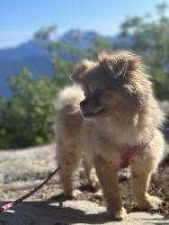Reunited Female Dog last seen Near PENTRIDGE DR CROWLEY, TX 76036, Crowley, TX 76036