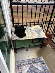 Lost Male Cat last seen Old summit rd, Winston-Salem, NC 27105