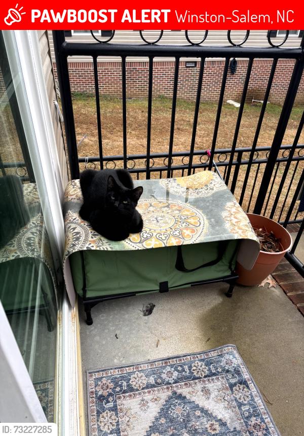 Lost Male Cat last seen Old summit rd, Winston-Salem, NC 27105