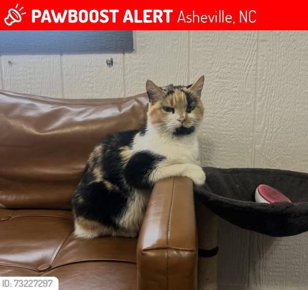 Lost Female Cat last seen Leicester, Asheville, Brookshire rd., Ramsey rd., Snelson Dr., Asheville, NC 28806