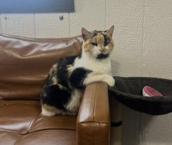 Lost Female Cat last seen Leicester, Asheville, Brookshire rd., Ramsey rd., Snelson Dr., Asheville, NC 28806