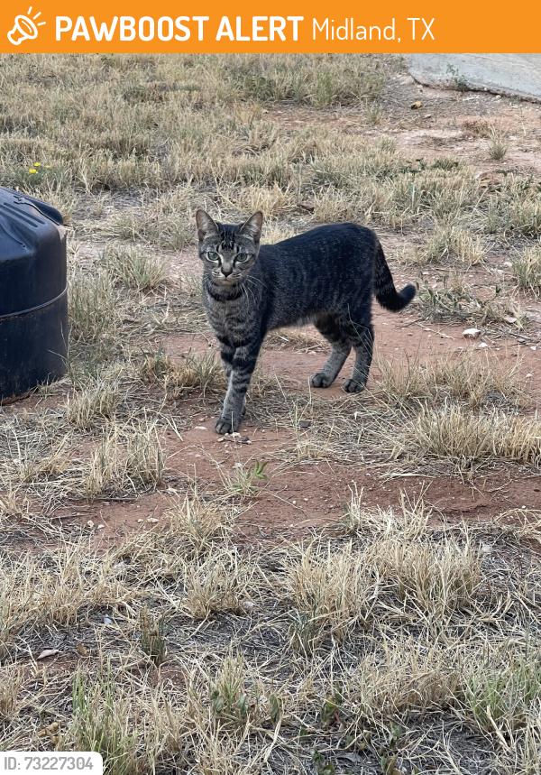 Found/Stray Unknown Cat last seen Barbara B Yarbrough elementary, Midland, TX 79706