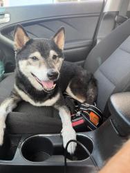 Lost Male Dog last seen Holiday Inn Express, Davie, FL 33324