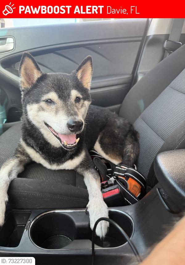 Lost Male Dog last seen Holiday Inn Express, Davie, FL 33324