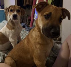 Found/Stray Female Dog last seen Live oak ln and tranquil acres, Fort Worth, TX 76179