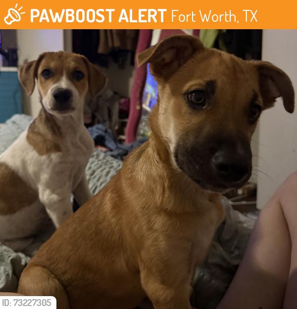 Found/Stray Female Dog last seen Live oak ln and tranquil acres, Fort Worth, TX 76179