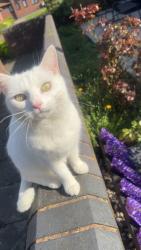 Reunited Female Cat last seen Welbeck street Sutton-in-ashfield, Nottinghamshire, England 