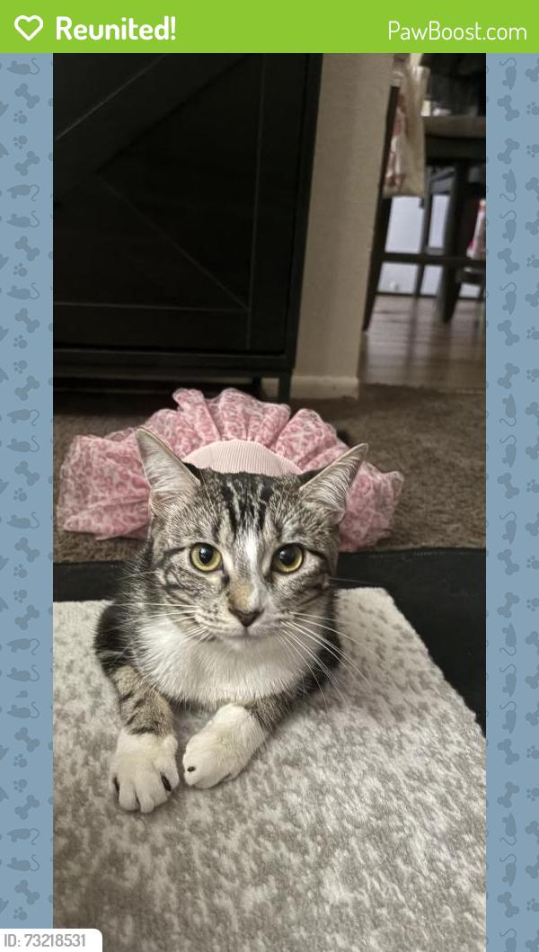 Reunited Female Cat last seen 20th & Ave Q, Palmdale, CA 93550