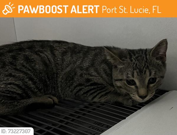 Found/Stray Male Cat last seen port st. lucie, Port St. Lucie, FL 34986