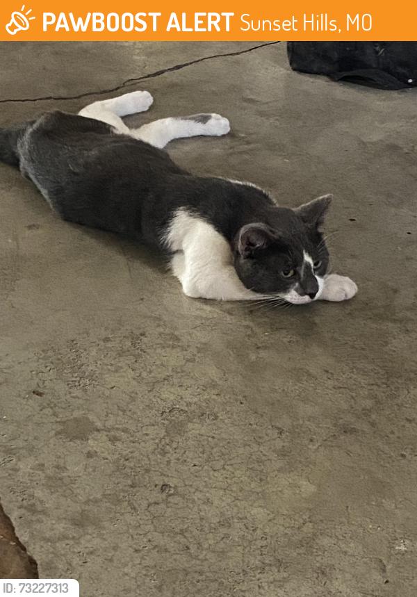 Found/Stray Male Cat last seen Kennerly and Windswept, Sunset Hills, MO 63128