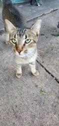 Lost Male Cat last seen Weizmann st, San Antonio, TX 78213