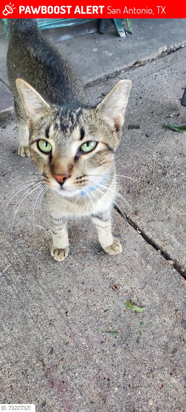 Lost Male Cat last seen Weizmann st, San Antonio, TX 78213