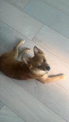 Reunited Male Dog last seen Lake underhill rd, Orlando, FL 32807