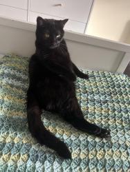 Lost Female Cat last seen Harry's off-licence, Surrey, England GU21 5EW