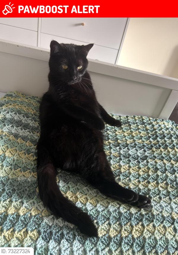 Lost Female Cat last seen Harry's off-licence, Surrey, England GU21 5EW