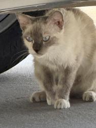Found/Stray Unknown Cat last seen Theis LN, Tomball, TX 77375