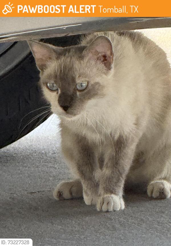 Found/Stray Unknown Cat last seen Theis LN, Tomball, TX 77375