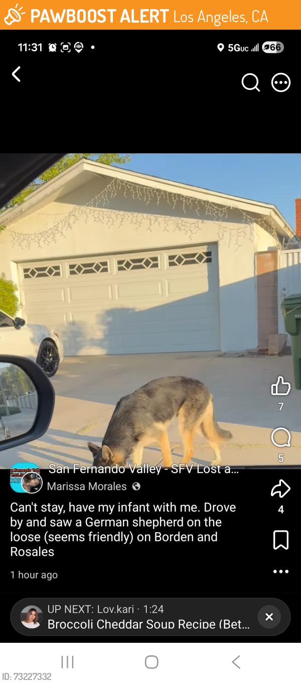 Found/Stray Unknown Dog last seen Borden and Rosales sylmar, Los Angeles, CA 91342