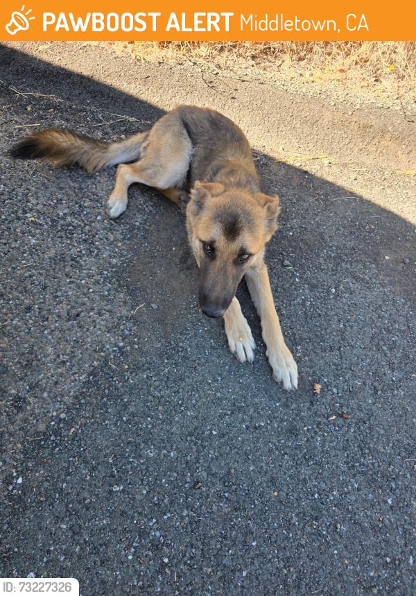 Found/Stray Male Dog last seen Socrates mine rd, Middletown, CA 95461