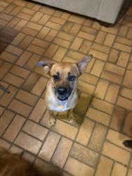 Found/Stray Female Dog last seen 1560/ Bandera RD, Helotes, TX 78023