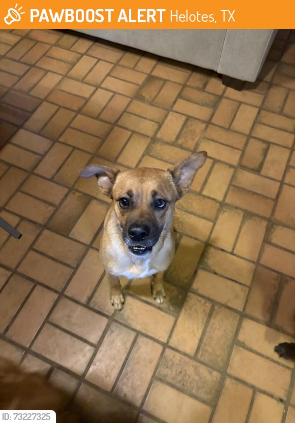 Found/Stray Female Dog last seen 1560/ Bandera RD, Helotes, TX 78023