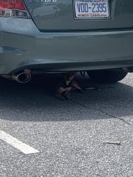 Found/Stray Unknown Dog last seen Mountain, Kannapolis, NC 28082
