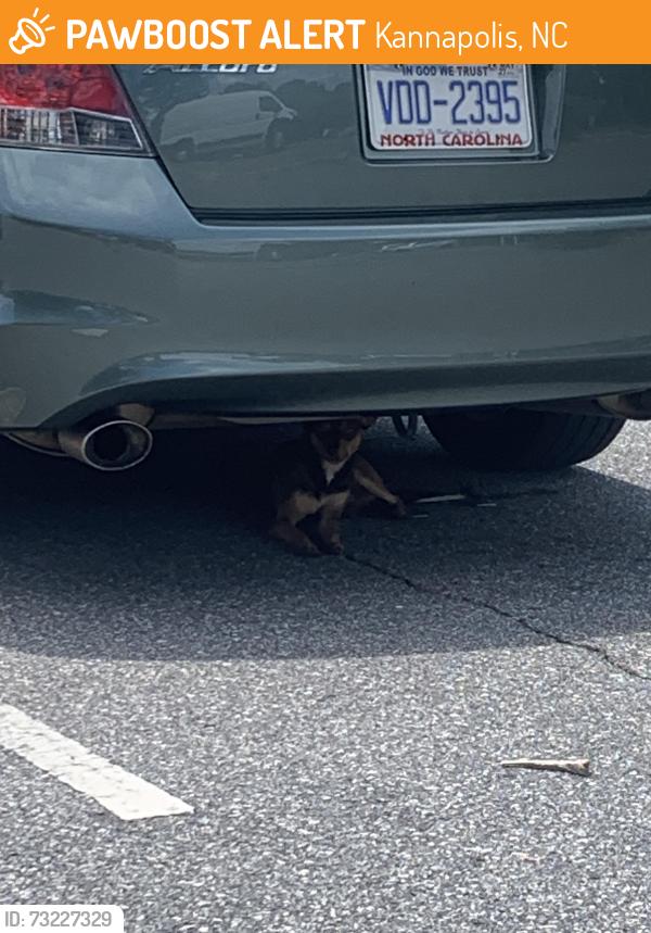 Found/Stray Unknown Dog last seen Mountain, Kannapolis, NC 28082