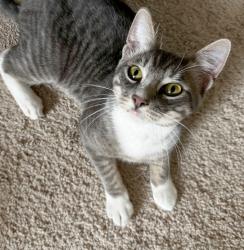 Found/Stray Male Cat last seen Walmart parking lot at W. Broadway near Hwy 288, Pearland, TX 77584