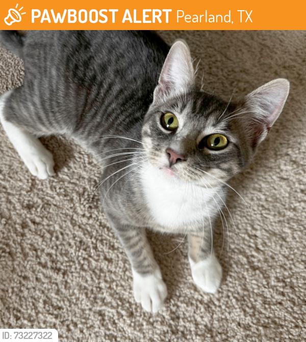 Found/Stray Male Cat last seen Walmart parking lot at W. Broadway near Hwy 288, Pearland, TX 77584