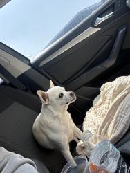 Reunited Unknown Dog last seen East and Lincoln, Anaheim, Anaheim, CA 92802