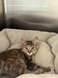 Shelter Stray Unknown Cat last seen Near and Industrial, District 1 - North Cleburne, TX, 2375 Service Dr, Cleburne, TX 76033, USA
