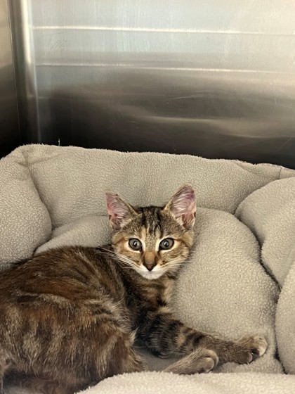 Shelter Stray Unknown Cat last seen Near and Industrial, District 1 - North Cleburne, TX, 2375 Service Dr, Cleburne, TX 76033, USA