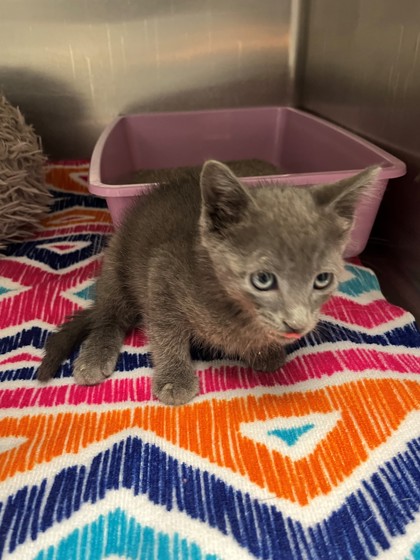 Shelter Stray Male Cat last seen Near BLK MAIN, District 2 - West Cleburne, TX, 2375 Service Dr, Cleburne, TX 76033, USA